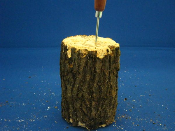 画像3: クヌギ材（超柔目）　 (3)