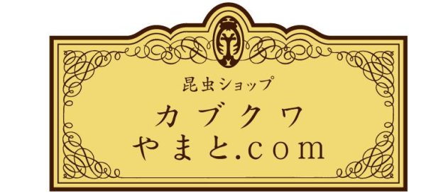 画像1: ＫＢカワラＭＯ　ブロック　５個セット (1)