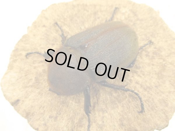 画像4: DHH ヘラクレスオオカブト ♂135〜139 ペア (4)