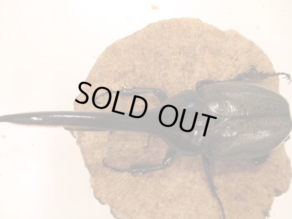 画像3: DHH ヘラクレスオオカブト ♂135〜139 ペア (3)