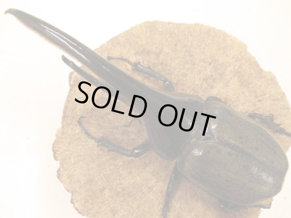 画像2: DHH ヘラクレスオオカブト ♂135〜139 ペア (2)