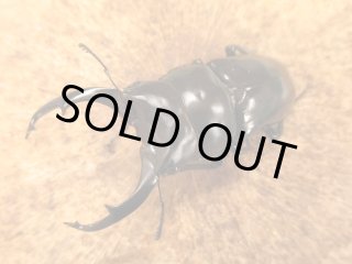 BD外国産クワガタ（成虫） - カブクワやまと.com