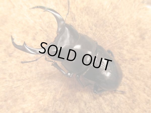 画像2: ネパレンシス（ネパールコクワ）　♂５９UP　ペア (2)