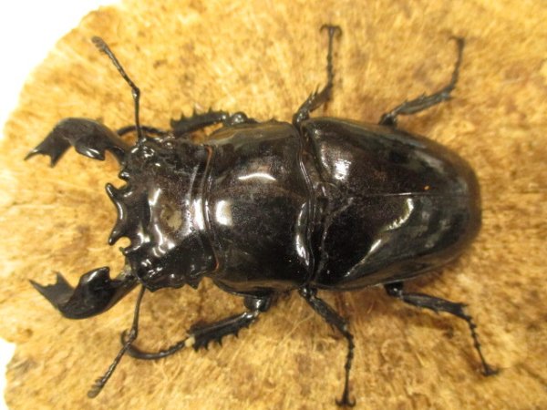 画像2: タランドゥスオオツヤクワガタ ペア　♂８５UP (2)