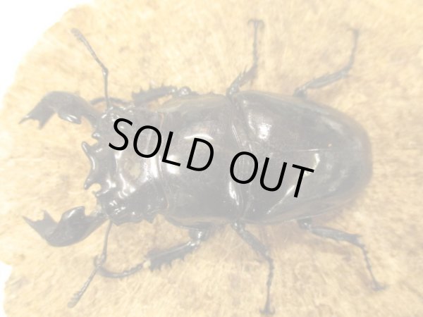 画像2: タランドゥスオオツヤクワガタ ペア　♂８０UP (2)