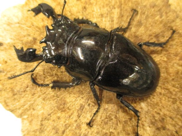 画像3: タランドゥスオオツヤクワガタ ペア　♂８５UP (3)