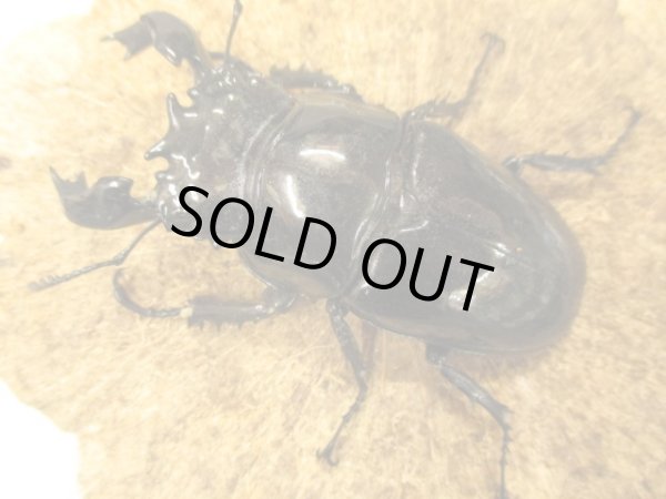 画像3: タランドゥスオオツヤクワガタ ペア　♂８０UP (3)