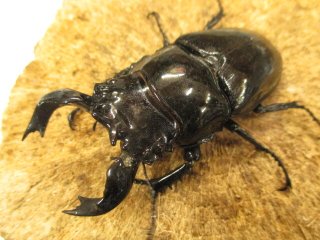 全商品 - カブクワやまと.com