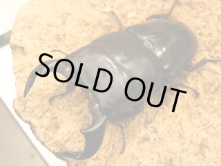 BD外国産クワガタ（成虫） - カブクワやまと.com