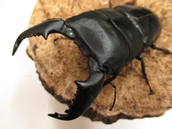 画像1: スマトラオオヒラタ（アチェ）　♂９０ＵＰ　ペア (1)