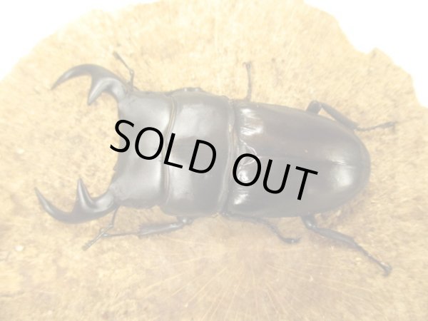 画像2: ババクルビデンス　♂７４UP　ペア (2)