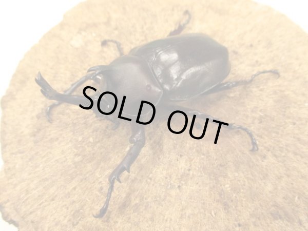 画像2: オキナワカブト  ペア (2)