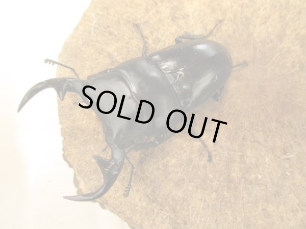 画像2: ババクルビデンス　♂７７UP　ペア (2)