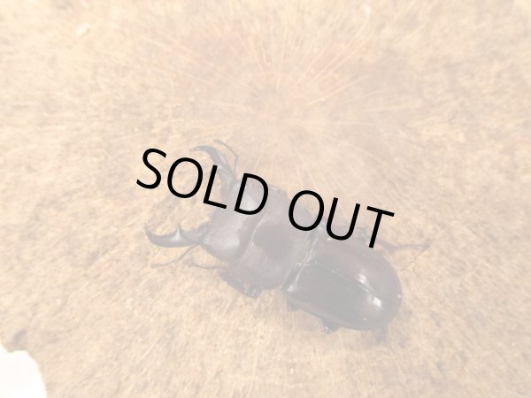 画像2: ダイトウヒラタ　♂４０ＵＰ　ペア (2)