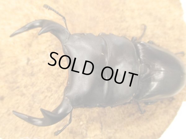 画像3: インドグランディス　♂８５UP　ペア (3)