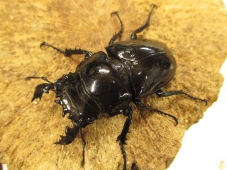 全商品 - カブクワやまと.com