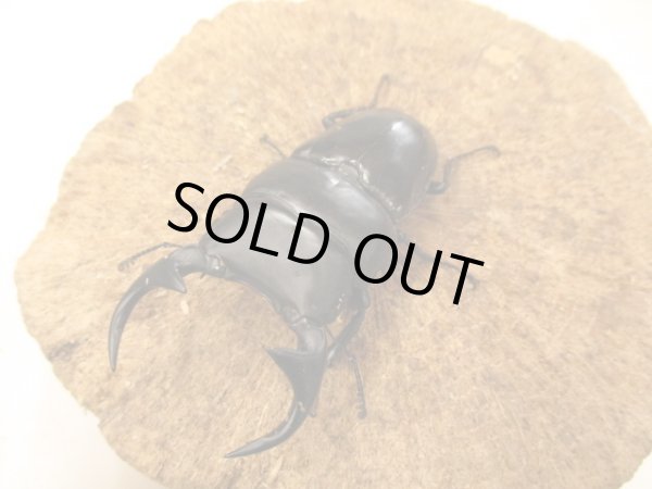 画像2: ババクルビデンス　♂７8UP　ペア (2)