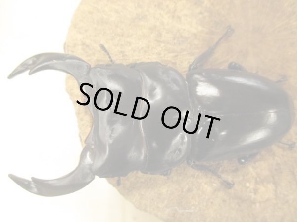 画像3: インドアンタエウス　♂９０UP　ペア (3)