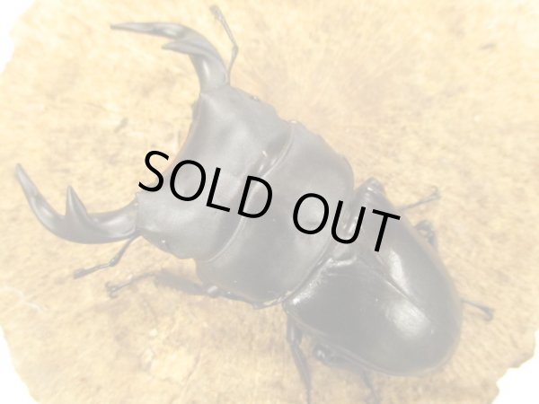 画像2: インドグランディス　♂８５UP　ペア (2)