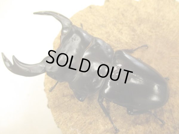 画像2: インドアンタエウス　♂９０UP　ペア (2)