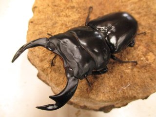 全商品 - カブクワやまと.com