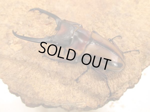 画像2: ファブリーズノコギリ（タカクワイ）　♂７５UP　ペア (2)