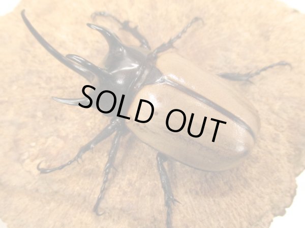 画像2: WDゴホンヅノカブト ♂75UP ペア  (2)