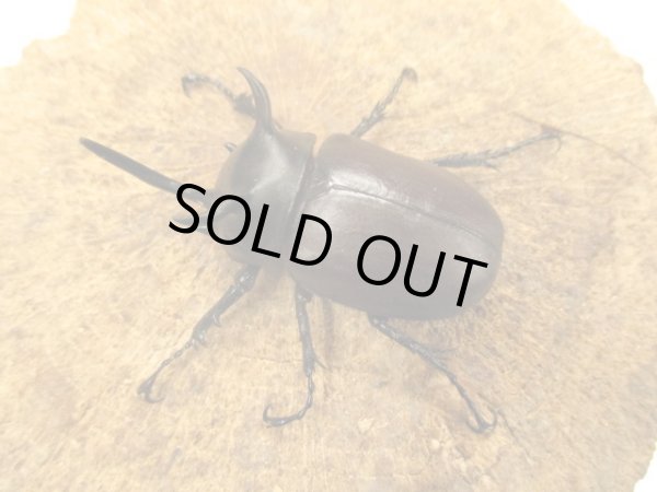 画像2: WDシャムゴホンヅノカブト ♂50UP ペア  (2)