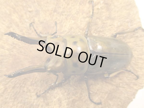 画像2: ババオウゴンオニ ペア ♂74UP (2)