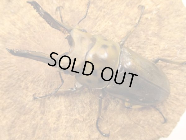 画像3: ババオウゴンオニ ペア ♂74UP (3)