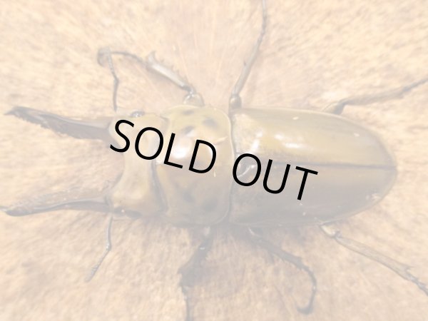 画像2: ババオウゴンオニ　ペア　♂６８UP (2)