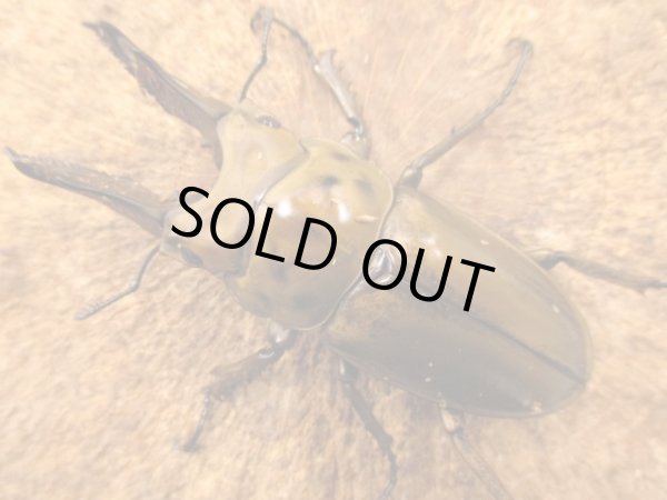 画像3: ババオウゴンオニ　ペア　♂６８UP (3)