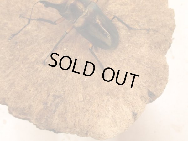 画像3: WDエラフスホソアカクワガタ　B♂８３ＵＰペア (3)