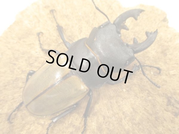 画像1: ＷＤカステルナウディツヤクワガタ　ペア　♂７５ＵＰ　 (1)