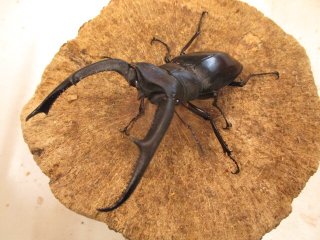 カブクワオタク カブクワやまと.com