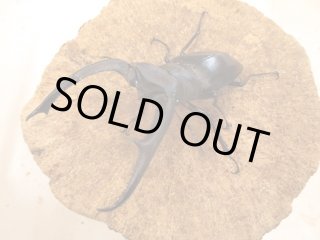 カブクワやまと.com