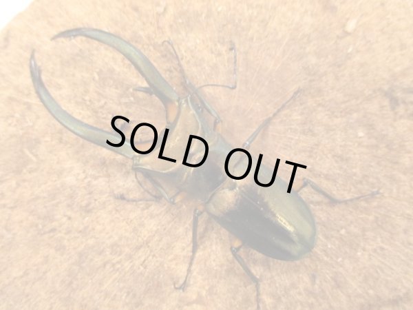 画像2: WDエラフスホソアカクワガタ　B♂８１ＵＰペア (2)