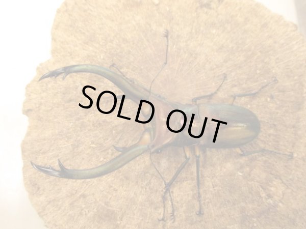 画像2: WDエラフスホソアカクワガタ　♂８０ＵＰペア (2)