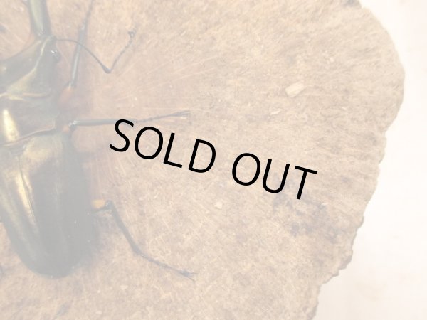 画像3: WDエラフスホソアカクワガタ　B♂８１ＵＰペア (3)