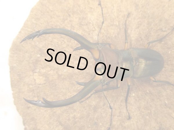 画像2: WDエラフスホソアカクワガタ　B♂８３ＵＰペア (2)