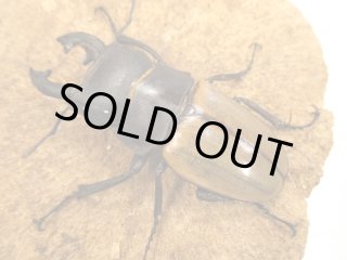 カブクワやまと.com