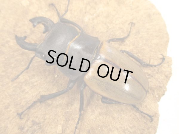 画像1: ＷＤカステルナウディツヤクワガタ　ペア　♂８０ＵＰ　 (1)