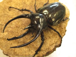 カブクワやまと.com