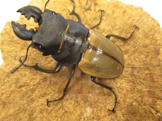 カブクワオタク カブクワやまと.com