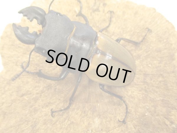 画像1: ＷＤカステルナウディツヤクワガタ　ペア　♂７０ＵＰ　 (1)