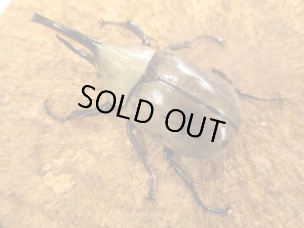 画像2: グラントシロカブト　ペア　♂６０ＵＰ (2)