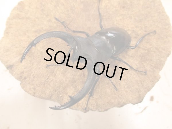 画像2: ＷＤリノケロスフタマタ　ペア　♂８５ＵＰ　 (2)