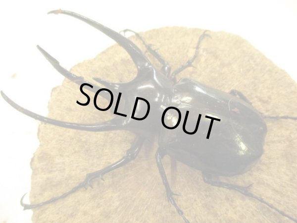 画像2: ＷＤジャワコーカサスオオカブト　ペア　♂９５ＵＰ (2)