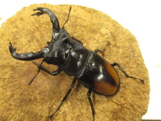 カブクワオタク カブクワオタク TOMUSHIのカブクワすごいぞ！！ In東京・横浜