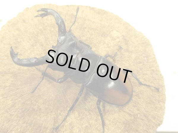 画像1: ＷＤセアカ（パリー）フタマタ　ペア　♂７０ＵＰ　 (1)